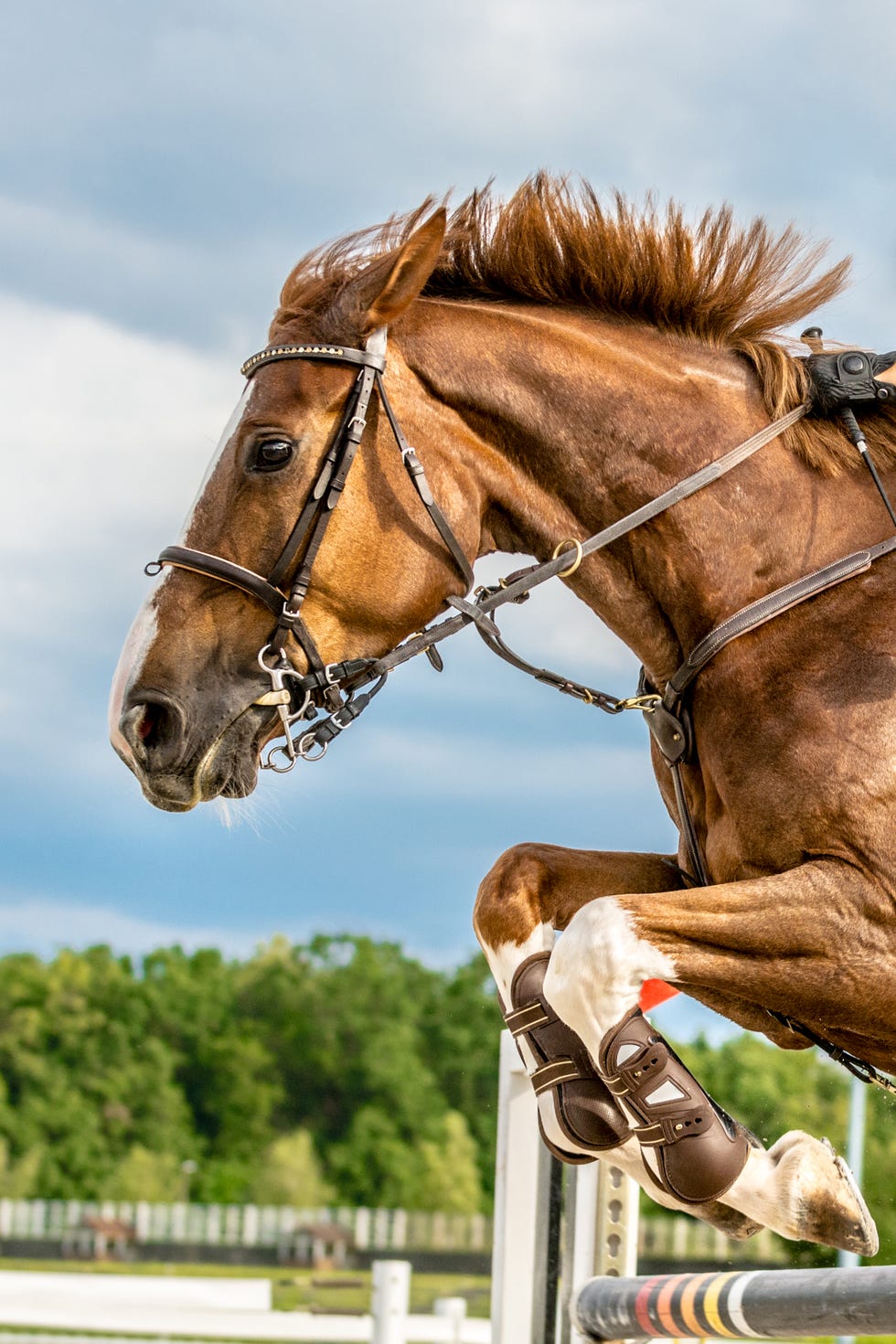 close up of horse jumping over a hurdle the photo shows the moment when the horse front legs exceed the hurdle while its back legs are still on the ground the horse is chestnut with distinctive white stripe between the forehead and the nose and white legs in the background are visible heavily blurred treetops and blue sky with scattered clouds