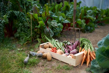 a freshly picked selection of organic vegetables placed in a box on a small allotment