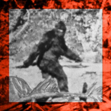 hoax  alleged photo of bigfoot