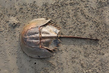 horse shoe crab a living relict from pre dinosaur age