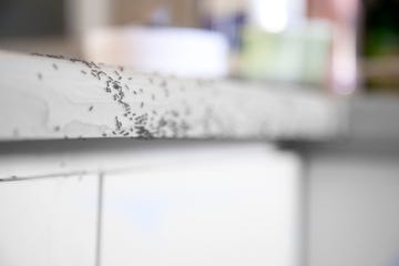 how to get rid of ants   ants crawling on a kitchen counter