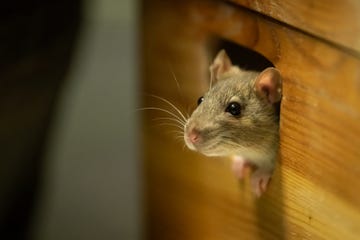 one cute rat looking out of a wooden box