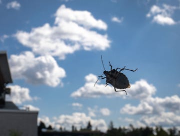 Getting rid of stink bugs in my house.