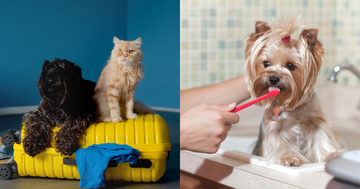 a dog and a cat in a tub