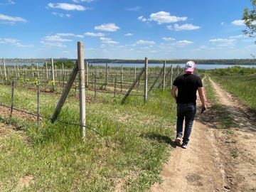 ukraine vineyard