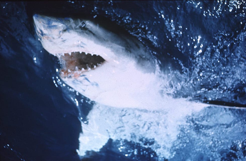 'jaws', 1975