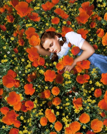 judy garland in character for the wizard of oz, she lays down in a field of orange poppy flowers with her eyes closed, she wears a blue gingham dress with a white shirt