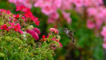 lantana lover