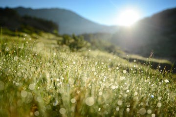 mountain dew, pirin mountain, bulgaria