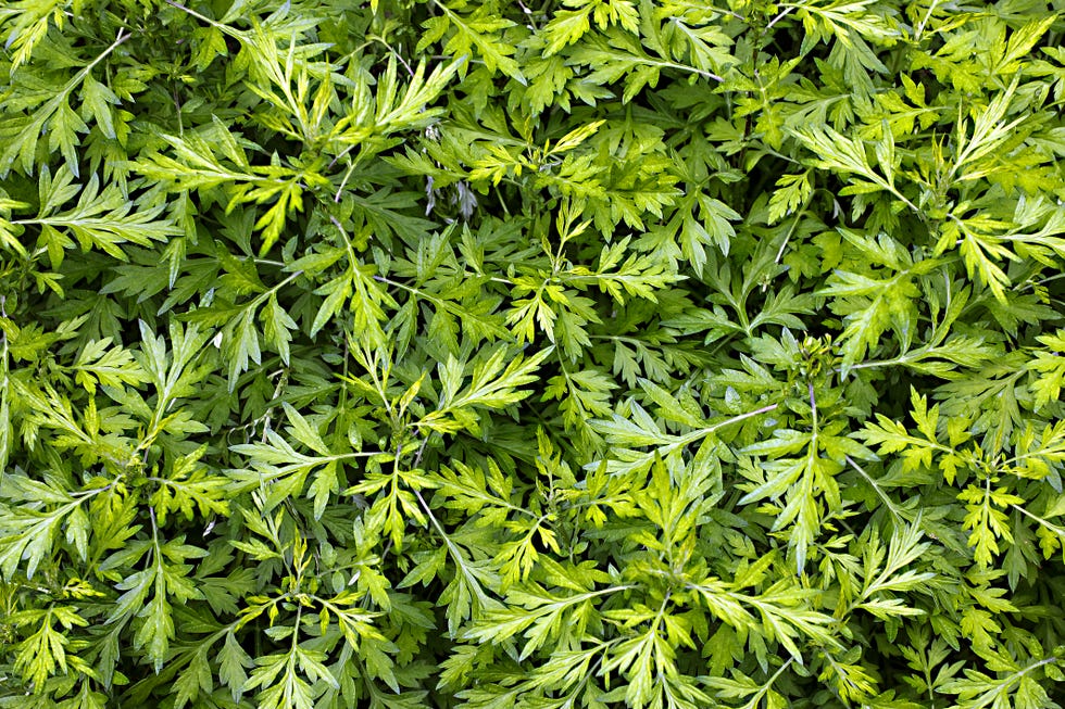 mugwort, artemisia princeps, yomogi