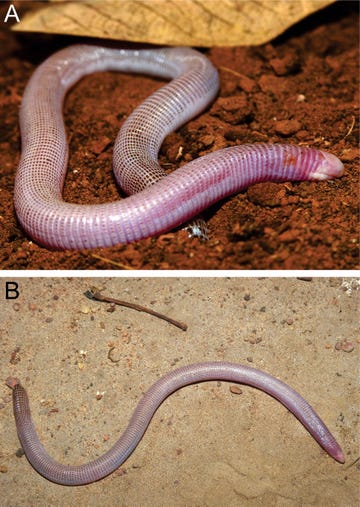 worm lizard