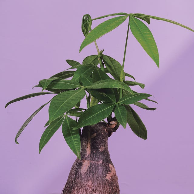 money tree plant against a purple background