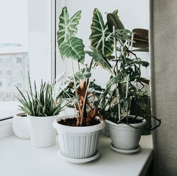 plantas de interior