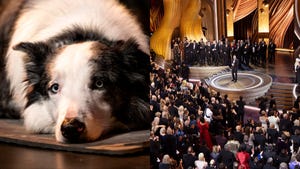 premios oscar 2024 perro anatomia de una caida