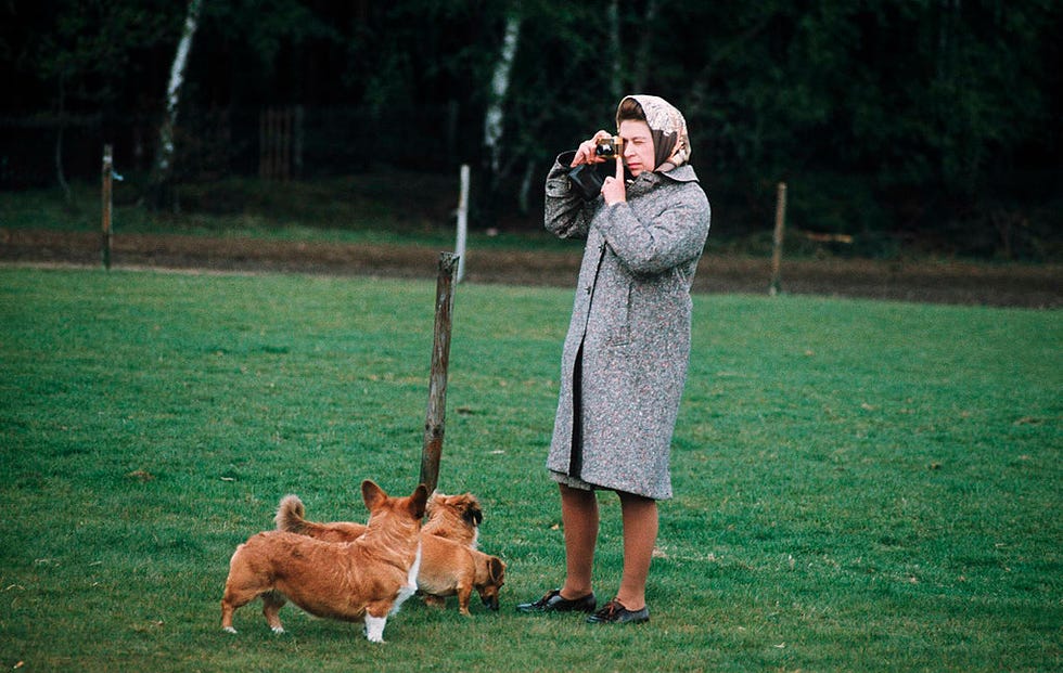 windsor, united kingdom queen elizabeth ii photographing her corgis at windsor park in 1960 in windsor, england photo by anwar husseingetty images