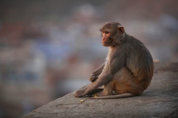 rhesus macaque monkey in jaipur