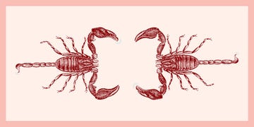 Crab, Scorpion, Decapoda, Invertebrate, Crustacean, Fiddler crab, Arthropod, Illustration, Ocypodidae, Cancridae, 