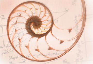 a spiral shaped nautilus shell