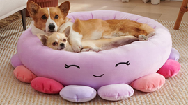 a cozy pet bed by squishmallows