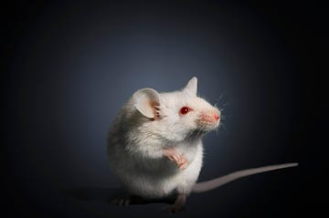 studio photograph of a white mouse