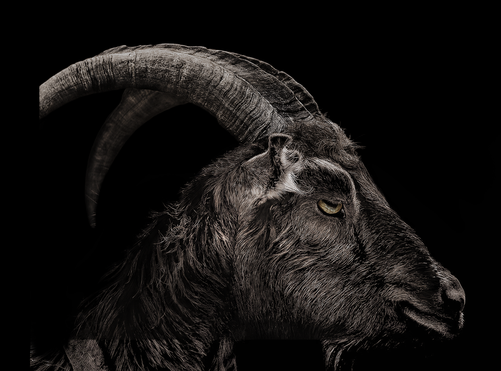 Goats, Goat, Horn, Barbary sheep, Mountain goat, Argali, Black-and-white, bighorn, Aries, Wildlife, 