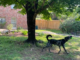 dog playing with tree tugger toy