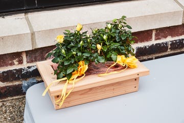 a plant in a wooden box