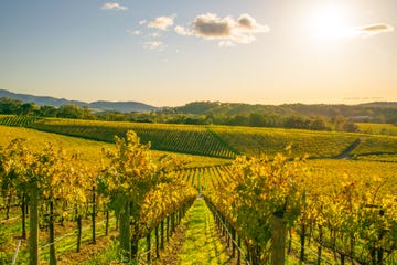 vineyards in napa valley, northern california