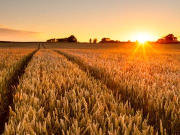 wheat field sunset