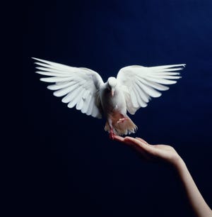 white dove flying from hand, blue background