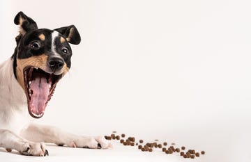 young angry bodeguero dog on a white background