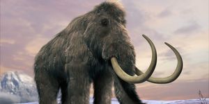 Woolly Mammoth