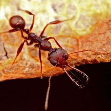 Trap-Jaw Ant