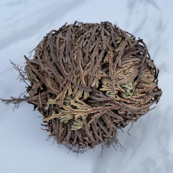 Rose of Jericho