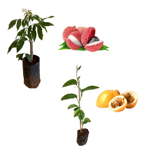 Kit 2 Frutíferas: 1 Maracujá Doce + 1 Lichia - Qualidade A+