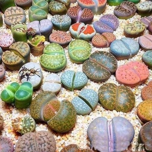 60 Sementes Lithops Pedra Viva  Flor Rosa Cacto Frete Rápido