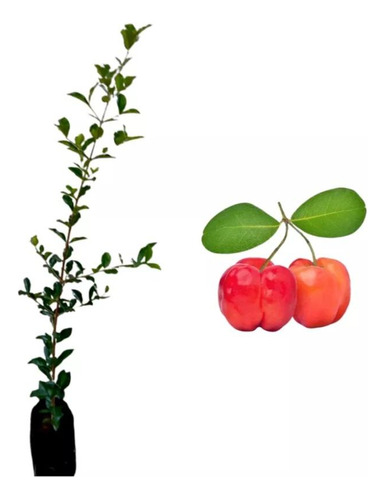 Acerola Clonada! Muda Altamente Produtiva