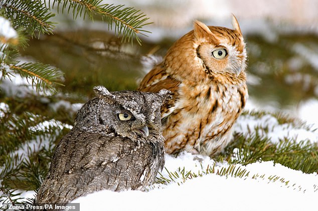 They can hiss and it’s terrifying: While everyone is familiar with the owl’s hoot, people may be less familiar with a Barn, or Burrowing Owl hiss - it truly is the stuff of nightmares. However, while the hiss is terrifying, it does not necessarily mean anything aggressive. These owls just communicate that way and the noises can mean anything from a male calling out to a female or the latter requesting food.