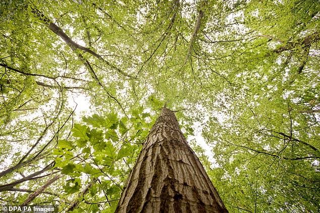 In June 2019, Theresa May's government pledged to cut gas emissions to zero by the year 2050, becoming the first developed nation to set this goal