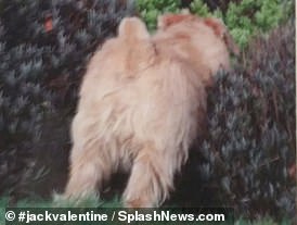 Their festive tidings feature one image of one of their beloved Norfolk terriers nose-deep in a bush showing its rear end to the camera, with the caption: 'Say Goodbye to 2019'