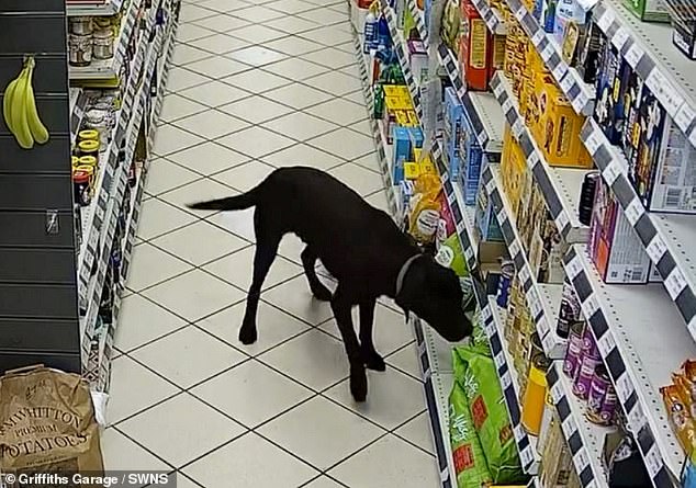 The footage captured the unusual partners in crime entering the shop early in the morning before sniffing at a sack of potatoes with their tails wagging