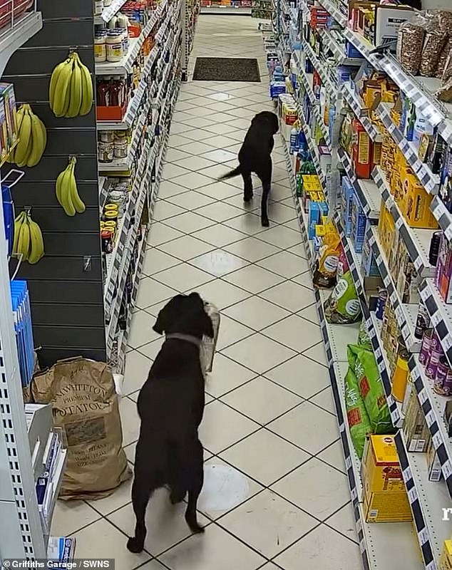 One of them picks up a loaf before dropping it in aisle to investigate a bag of dog food instead