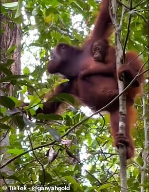 She said Borneo is a 'very peaceful' and 'relaxing' place to live