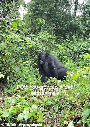 One life-changing moment for Ganyah was working in Bwindi Impenetrable National Park with mountain gorillas