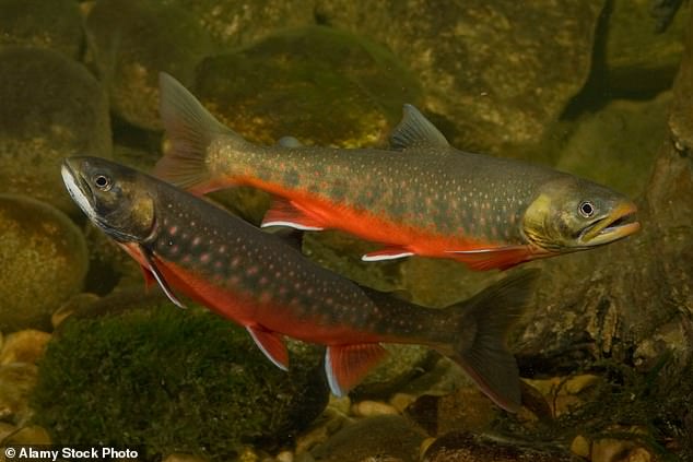 It's a char: The Arctic char occupies a special place in angling and culinary folklore