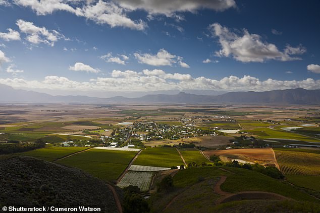 Simply divine: The town is located deep in wine-making country, 50 miles north-east of Cape Town