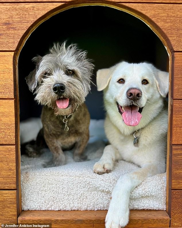 Aniston is a dog lover; here is a photo of two of her canines