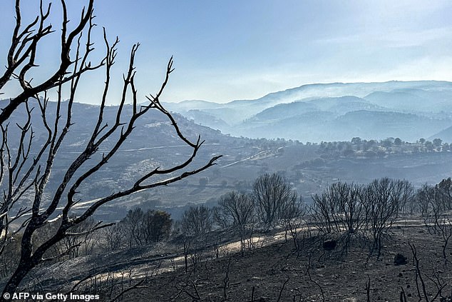 A view shows the devastation left by a wildfire in Cyprus on June 12. The blackened landscape stretches as far as the eye can see, with smoke rising in the distance