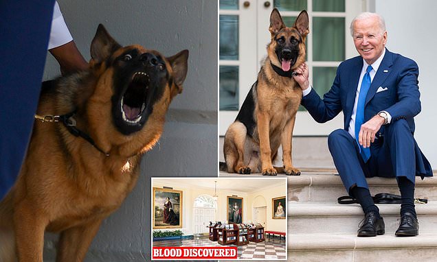 Secret Service destroyed video of Biden's dog Commander biting agent in brutal attack that