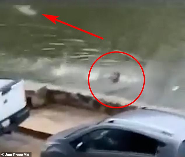 Once he realized the creature in the water (pictured), the man quickly tried to swim to safety